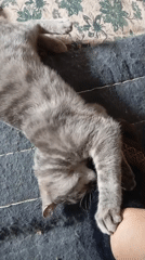 Gray tabby cat's morning routine documented in Baksan, Russia
