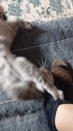 Gray tabby cat's morning routine documented in Baksan, Russia