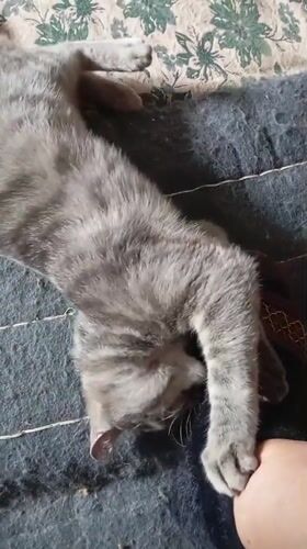 Gray tabby cat's morning routine documented in Baksan, Russia