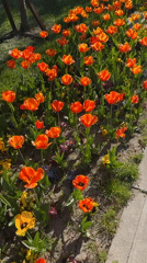 Spring flowers bloom along Sofia sidewalk