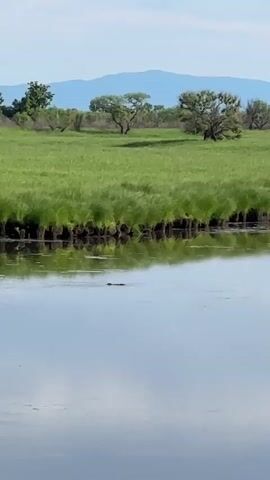 The video shows a peaceful natural landscape with a body of water in the foreground. Tall green grass lines the bank of the water, and beyond that, a vast green field stretches out, dotted with scattered trees. In the distance, hazy blue mountains are visible under a clear sky. The water is calm and reflects the sky and surrounding greenery. A small, dark object, possibly an animal, is visible swimming in the water. A small duck is also seen swimming on the water and moving from left to right.