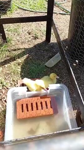 The video shows two small, yellow ducklings in a clear plastic tub filled with shallow water. One duckling is perched on top of a red brick placed in the tub, and the other is beside it, also on the brick. A second red brick is submerged in the water. The ducklings are in an outdoor, grassy area with shadows cast by sunlight. In the background, there is a metal structure covered with chicken wire.