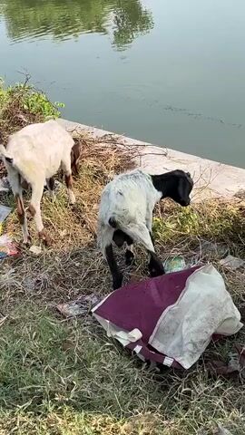 The video shows two goats near the edge of a body of water. One goat is white with brown markings and is facing away from the camera, seemingly grazing. The other goat is mostly white with a black head and legs, and it is facing the water, with its rear end raised as if it is about to defecate or urinate. Both goats are on a grassy bank littered with debris, including plastic bags and what appears to be dried vegetation. The water in the background is calm with some ripples.
