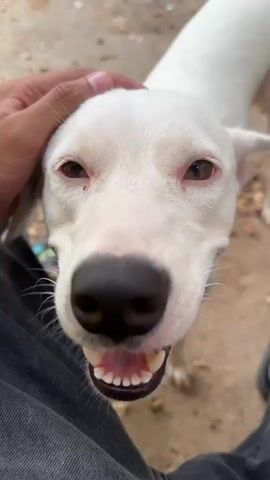 A close-up video shows the head of a white dog with a black nose and pink gums. The dog's mouth is slightly open, revealing its teeth. The dog's eyes are dark with red rims. A hand is visible on the left side of the frame, gently stroking the dog's head. The background is out of focus, showing a dirt or gravel surface. The video is framed from the dog's eye level, creating an intimate perspective.