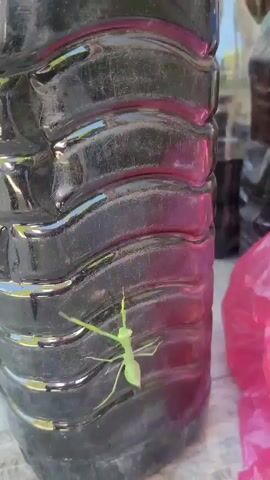 A small, bright green praying mantis is clinging to a textured, dark plastic bottle. The mantis is positioned vertically on the bottle's surface, with its head facing upwards. Its long, thin legs are spread out, gripping the plastic. The mantis's body is slender, and its forelegs are held in a praying position. The bottle has a ridged surface, with horizontal indentations. The background is blurred, but appears to be outdoors, with some lighter areas suggesting sunlight and possibly some green foliage. To the right of the bottle, a portion of a pink plastic bag is visible.