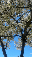 Spring blooms captured on flowering tree in Burgas, Bulgaria