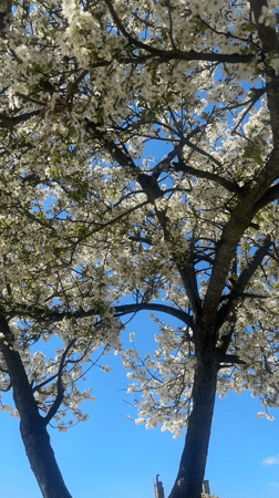 Spring blooms captured on flowering tree in Burgas, Bulgaria