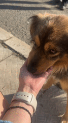 Dog interactions and pizza preparation captured in Burgas
