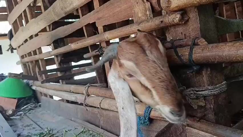 A goat with tan and white fur and long, floppy ears is tethered to a wooden structure made of bamboo and rough-hewn logs. The goat's head is angled down, and it appears to be looking at the camera. In the background, two other goats are visible within a similar wooden enclosure. One is a fawn-colored goat with dark brown markings, and the other is a black goat with long, floppy ears. The enclosure appears to be outdoors, with foliage visible in the background. The overall scene depicts goats in a rustic pen.