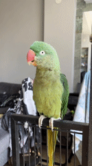 Alexandrine parakeet at home in Pazardzhik, preening and posing