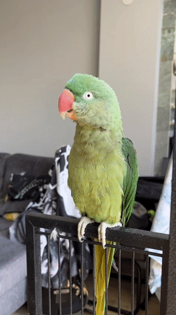 Alexandrine parakeet at home in Pazardzhik, preening and posing