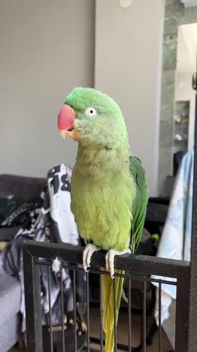 Alexandrine parakeet at home in Pazardzhik, preening and posing