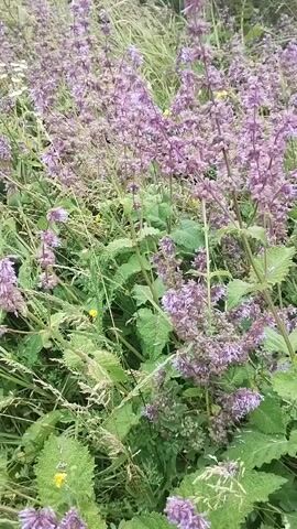 The video shows a close-up view of flowering plants with purple and pink blossoms. The plants have green leaves and are growing in a natural environment, possibly a field or garden, with other greenery and some yellow flowers visible in the background. The camera appears to be static, focusing on the details of the flowers and foliage. There are no people or animals visible in the video.