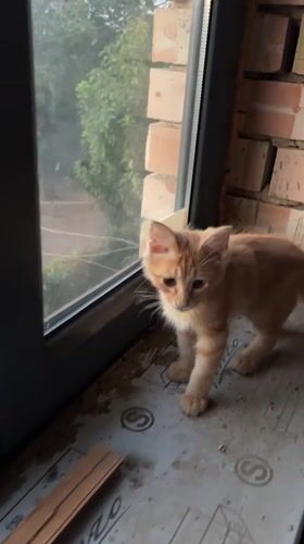 Kittens, plants, and city dusk from one rooftop spot