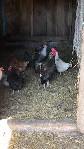 A slightly high-angle shot shows a small group of chickens inside a coop. The coop is made of rough, dark wood planks. The floor of the coop is covered in dry straw. In the center stands a large rooster with black and brown feathers. Around him are six hens, a mix of colors including brown, black, gray, and white. The rooster looks towards the right side of the frame. A small piece of chicken wire is hung on the right side of the opening. The overall lighting is subdued, but a patch of sunlight falls on the bottom left corner. The rooster makes a clucking sound.