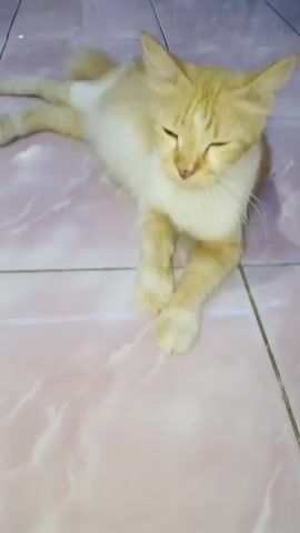 A ginger and white cat is lying down on a tiled floor. The cat has its eyes mostly closed and appears to be resting or sleeping. The floor tiles are light pink with white veining. The cat's front paws are crossed in front of it. The background is blurred, but appears to be a continuation of the tiled floor. The lighting is dim. The cat meows a few times at the beginning of the video.
