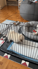 White Pomeranian puppy rests in wire crate in Sofia