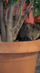Tabby cat naps in a terracotta planter at an outdoor eatery