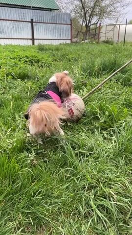 The video shows a small, long-haired dog in a black and pink jacket attempting to move a soccer ball in a grassy backyard. The dog is wearing a harness and appears to be having difficulty maneuvering the ball. The yard is mostly green with dandelions and other foliage. A wooden stick lies on the grass near the ball. There's a wooden and metal fence in the background, along with a greenhouse and a small building. The day appears overcast.