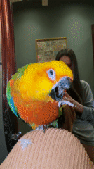 Pet owner documents playtime with Sun Conure parrot in Khimki