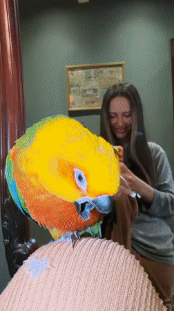Pet owner documents playtime with Sun Conure parrot in Khimki
