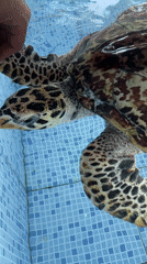 Sea turtle feeding and care documented at Denpasar facility