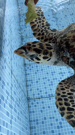 Sea turtle feeding and care documented at Denpasar facility