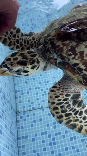 Sea turtle feeding and care documented at Denpasar facility