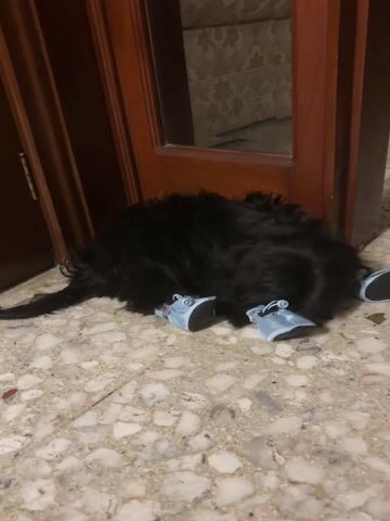 A black, fluffy dog lies on a light-colored, patterned tile floor next to a brown door. The dog is wearing four small, light blue shoes with black soles. The dog is lying with its back towards the viewer, its tail visible to the left and its head hidden under its fur.