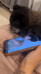 Black Pomeranian pawing at a phone on a bed in Kathu