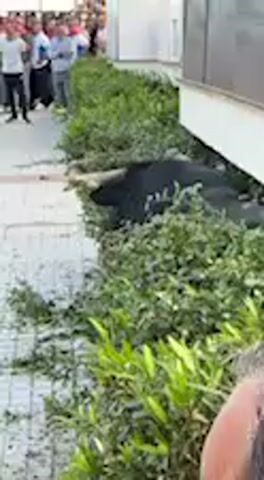 A powerful black bull with prominent horns is captured in this video segment, forcefully pushing through a dense line of green bushes that flank a paved pathway. Displaced leaves and small branches are scattered on the ground around the bull, indicating its recent movement through the vegetation. The scene appears to be an urban or semi-urban area, indicated by the paved surface and a light-colored building wall visible on the right side of the frame.

In the background, a crowd of people, mostly men, are gathered and observing the scene intently. The bull is large and dark-furred, with noticeable horns, and it moves with considerable momentum, causing the foliage to bend and break as it navigates the narrow space. The lighting suggests it is daytime. Given the context of Vejer de la Frontera, Spain, and the presence of a bull and spectators, this scene likely depicts a moment during a traditional bull run or related cultural event. There is no visible text in the footage.