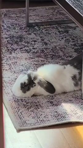 A black and white rabbit is lying on a rug under a table, its body stretched out and its head resting on the floor. The rabbit appears to be relaxed, possibly sleeping or resting. The rug is patterned with gray and white designs, and the table has a dark, reflective surface with metal legs. Sunlight streams in from the right side of the frame, illuminating the rug and the rabbit.