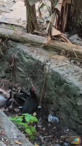 A mother chicken and her chicks are gathered near a rock wall and banana trees. The mother chicken is black, and the chicks are small and fluffy with black and white markings. They are in an outdoor environment with some debris on the ground, including a cigarette butt and some empty cans. The mother chicken appears to be watching over her chicks.