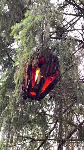 This media file shows a close-up, low-angle view of a unique, handcrafted lantern hanging from a large evergreen tree in Lakhdenkiulya, Russia. The lantern, made from dark, textured bark, has been hollowed out and shaped to create openings through which a warm, orange light emanates. The light source, possibly a candle or LED, creates a fiery glow within the bark structure, casting an inviting and somewhat mystical ambiance.

The lantern is suspended amidst the dense, green foliage of the evergreen tree. The branches and needles of the tree create a natural, rustic backdrop. The lighting suggests it might be dusk or an overcast day, as the light from the lantern is prominent against the ambient light filtering through the trees. The overall setting evokes a sense of a tranquil, possibly forested, outdoor environment.

There is no visible text in the media file. The focus is entirely on the natural beauty of the tree and the artistry of the glowing lantern. The juxtaposition of the organic elements of the tree with the man-made, illuminated object creates an intriguing visual. The scene conveys a feeling of warmth and perhaps a touch of wonder, as if the lantern is a hidden gem within the forest.