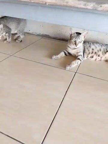 Two cats are on a tiled floor under a table. The cat on the left is smaller and lying on its side. The cat on the right is larger, lying on its stomach, and looking to the left. The larger cat then stands up and walks towards the left.