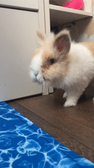 Sofia resident documents cats, rabbit, snacks in morning walkabout