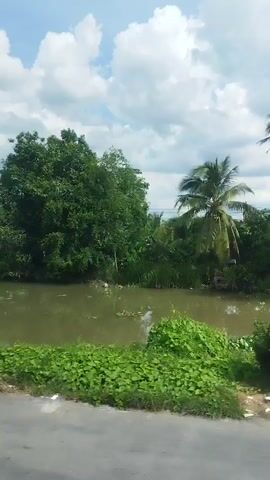 The video shows a roadside scene with a body of water on the right. Lush green vegetation lines the water's edge, with some visible trash scattered in the grass and on the water's surface. A large tree dominates the left side of the frame. In the distance, a tall telecommunications tower is visible against a cloudy sky. A garbage truck drives past on the road, its side displaying text in Vietnamese. The truck is orange and appears to be a compactor style. Houses and more vegetation are visible further in the background. The overall impression is of a rural or semi-rural environment, possibly in Southeast Asia given the presence of palm trees and the Vietnamese text.