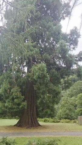 A video captures a scenic view of a wooded area with a waterfall cascading down a rocky slope in the background. In the foreground, a large evergreen tree stands to the left, with its branches reaching upwards. To the right of the tree, a path leads towards the waterfall. Two red mailboxes are visible in the lower right corner of the frame, situated on a grassy area. Several signs are posted along the path, and a short wooden fence encloses a section of the grassy area. The sky is overcast, suggesting a cloudy day. The overall impression is one of a tranquil natural landscape, possibly a park or a hiking trail.