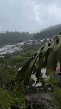 Rainy morning views across Đà Lạt's misty hills and gardens
