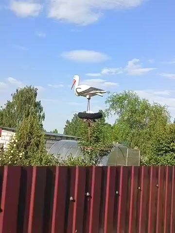 This is a video file featuring a decorative stork statue placed on top of a pole in what appears to be a rural backyard. The stork is white with black wing accents and a red beak. It is positioned above a tire and some nesting material, suggesting it's meant to mimic a real stork's nest.

The setting is outdoors, with lush green trees and bushes visible in the background. Two greenhouses can also be seen, indicating a garden or farming area. A red corrugated metal fence runs along the bottom of the frame. The sky is a clear blue with a few scattered white clouds, suggesting pleasant weather and daytime. The lighting indicates it's likely midday.

There is no discernible activity or event taking place, as the camera is static and focused on the stork statue. No people are visible in the frame. The overall impression is a tranquil, bucolic scene. There is no visible text in the video. The location context provided is Княжьи Горы, Russia, which aligns with the rural setting depicted.
