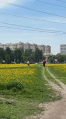 Morning scenes: delivery workers, pigeons, dandelion fields in urban area