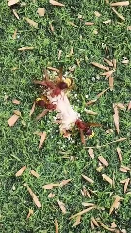 Several hornets swarm over a piece of white food, possibly food scraps, on a patch of green, artificial turf. The hornets have dark reddish-brown bodies and segmented abdomens with yellow stripes. Some of the hornets are actively feeding on the food, while others are positioned around it. The turf is littered with small pieces of tan bark or wood shavings. The camera is positioned directly above the scene, looking down.