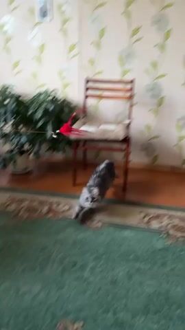 The video begins with a blurry shot of a grey and white cat in mid-air, appearing to be jumping. The background is out of focus but suggests an indoor setting with furniture. The scene then transitions to a clearer shot of the same cat standing on a rug. The cat is long-haired with grey and white fur. It is facing to the left, with its tail raised. The cat is in a room with wooden floors and a patterned rug. Behind the cat, a table is visible, covered with a tablecloth. Further in the background, a chair and a plant can be seen. The lighting suggests daytime.