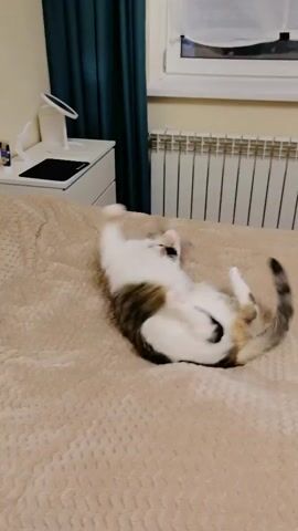 A cat is lying on its back on a beige blanket on a bed. The cat is white with brown and black markings. The cat's paws are in the air. The cat is rolling onto its side. The cat is then lying on its back again. The cat's paws are in the air again. The cat is rolling onto its side again. The cat is then lying on its back again. The cat's paws are in the air again. The cat is rolling onto its side again. The cat is then lying on its back again. The cat's paws are in the air again. The cat is rolling onto its side again. The cat is then lying on its back again. The cat's paws are in the air again. The cat is rolling onto its side again. The cat is then lying on its back again. The cat's paws are in the air again. The cat is rolling onto its side again. The cat is then lying on its back again. The cat's paws are in the air again. The cat is rolling onto its side again. The cat is then lying on its back again. The cat's paws are in the air again. The cat is rolling onto its side again. The cat is then lying on its back again. The cat's paws are in the air again. The cat is rolling onto its side again. The cat is then lying on its back again. The cat's paws are in the air again. The cat is rolling onto its side again. The cat is then lying on its back again. The cat's paws are in the air again. The cat is rolling onto its side again. The cat is then lying on its back again. The cat's paws are in the air again. The cat is rolling onto its side again. The cat is then lying on its back again. The cat's paws are in the air again. The cat is rolling onto its side again. The cat is then lying on its back again. The cat's paws are in the air again. The cat is rolling onto its side again. The cat is then lying on its back again. The cat's paws are in the air again. The cat is rolling onto its side again. The cat is then lying on its back again. The cat's paws are