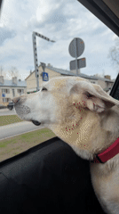 Dog enjoys car ride with head out window in Riga