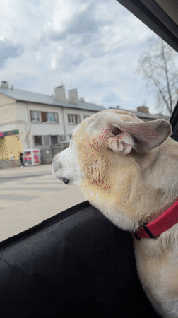 Dog enjoys car ride with head out window in Riga