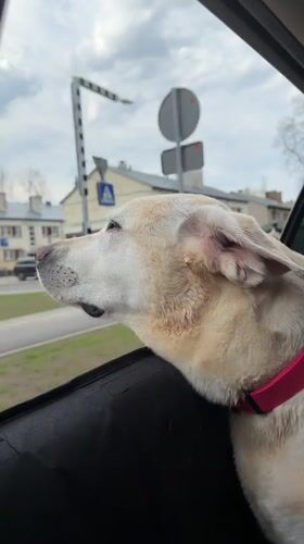 Dog enjoys car ride with head out window in Riga