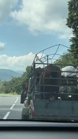 The video shows the rear view of a trailer being pulled by a tractor on a paved road. Inside the trailer are at least two horses and some bagged materials. The trailer has a metal cage structure built over it. The road curves to the left and is bordered by trees and rolling hills in the background. The sky is partly cloudy. The video appears to be filmed from inside another vehicle, looking forward.