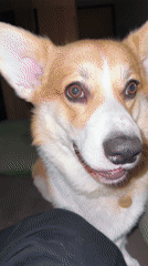 Corgi filmed resting on cushion in Krasnoyarsk