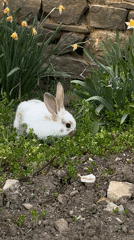Person feeds rabbit, takes supplements in Bulgarian garden